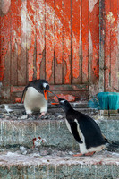 ANTARCTICA