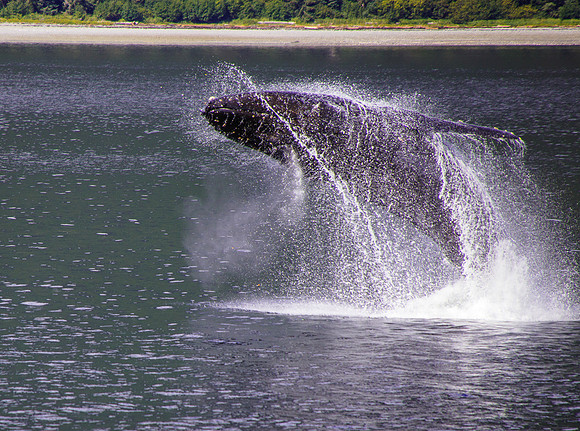 CT-140902-0065whale3