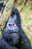 Mountain Gorillas